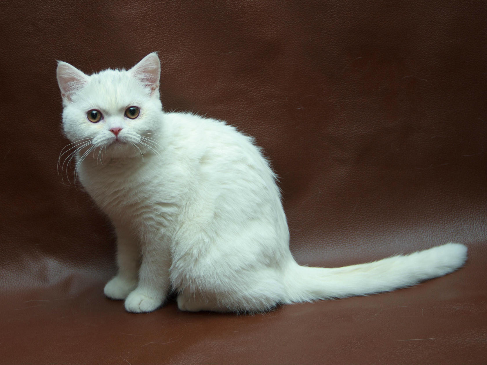 Шотландская прямоухая кошка белая