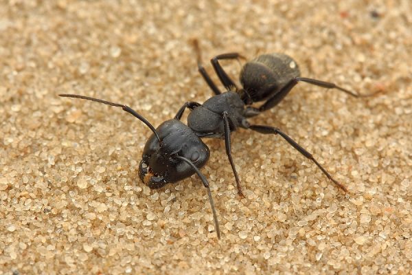 чёрный муравей-древоточец