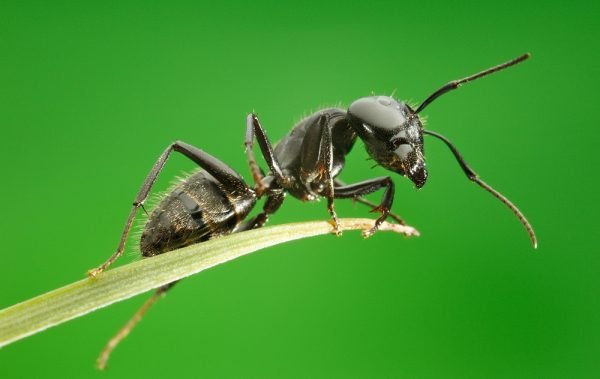 чёрный садовый муравей