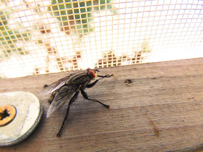 Препарат Агита: особенности использования против мух