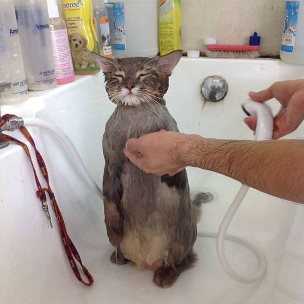 Кот стоит под душем