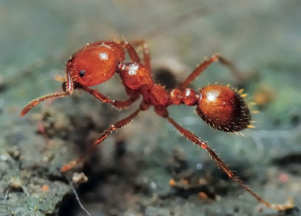 красный огненный муравей