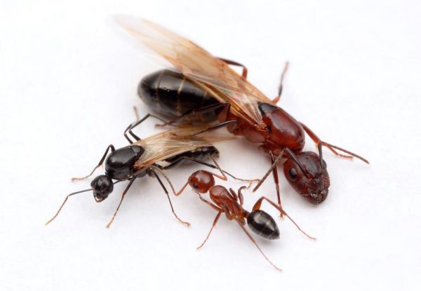 крылатые муравьи