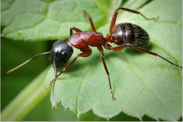 луговой муравей