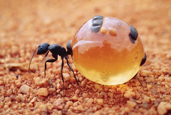 медовый муравей