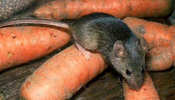 Мышь и морковь