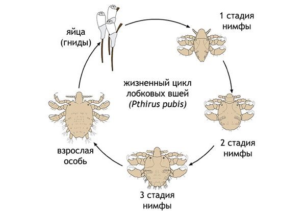 Схема жизненного цикла лобковой вши