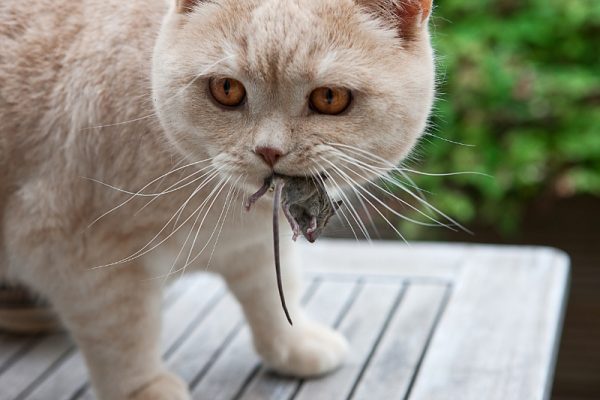 Кошка с мышкой в зубах