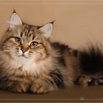 Русская сибирская кошка