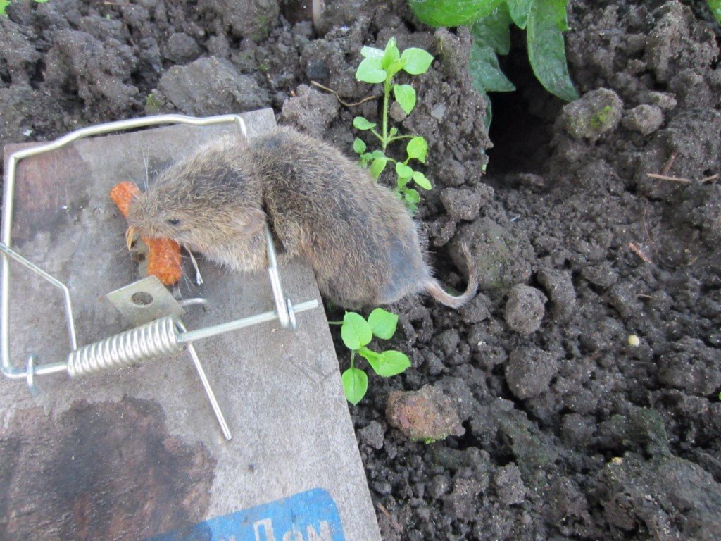 Земляные крысы в огороде фото