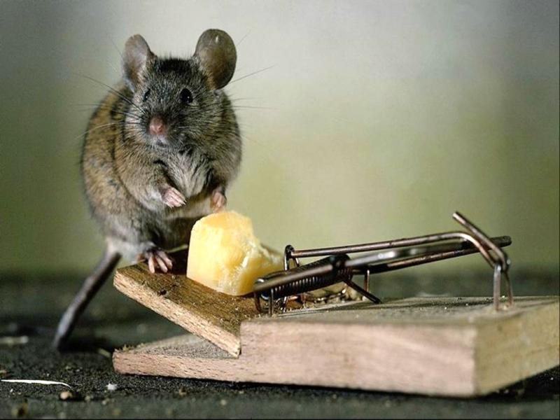 Избавление от мышей с помощью мышеловки