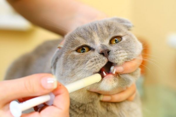 Как дать лекарство коту