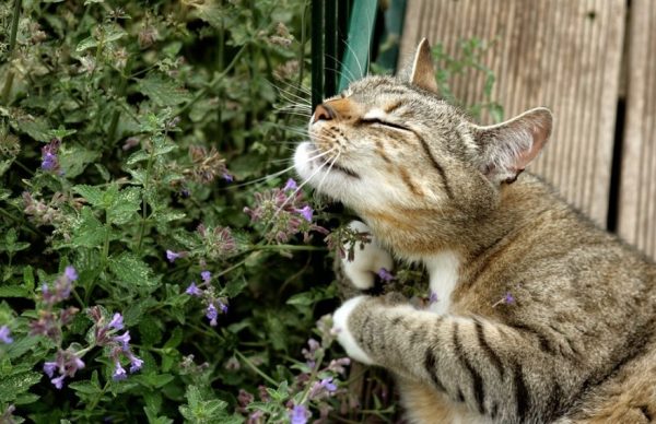 Кошка нюхает цветы