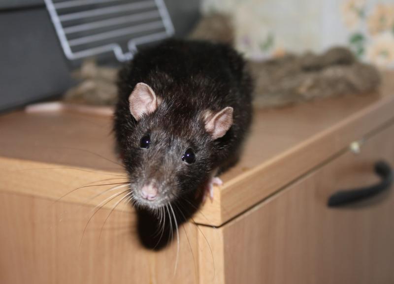 Самодельные крысоловки — домашний метод борьбы с крысами