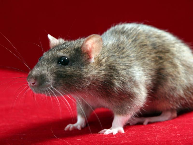 Как избавиться от крыс в сарае