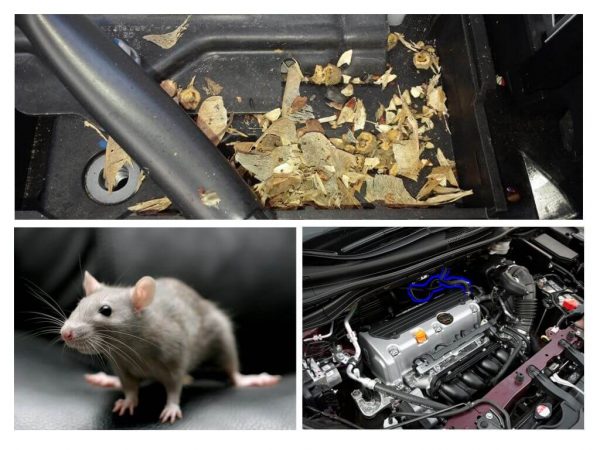 Мышь в автомобиле