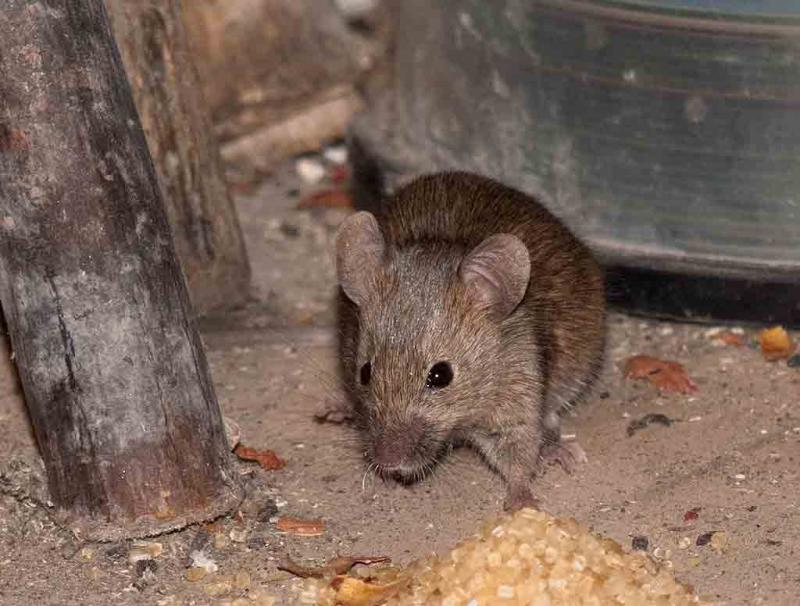 Методы эффективной борьбы с мышами — покупные и самодельные отравы