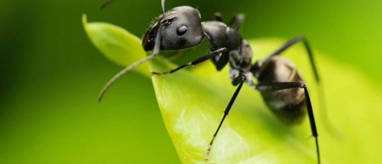 Чёрный муравей