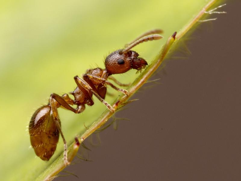 Как избавиться от муравьёв: обзор различных методов борьбы