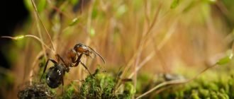 Лесной муравей во мху
