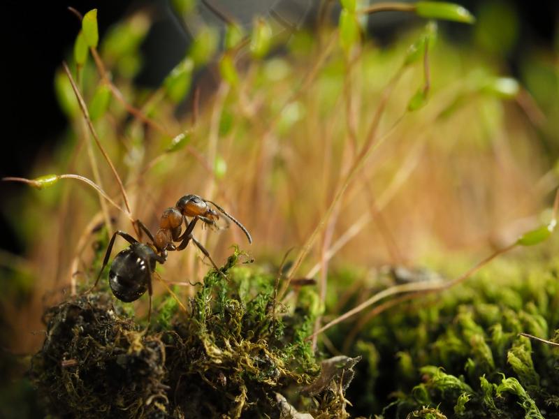 Лесной муравей во мху