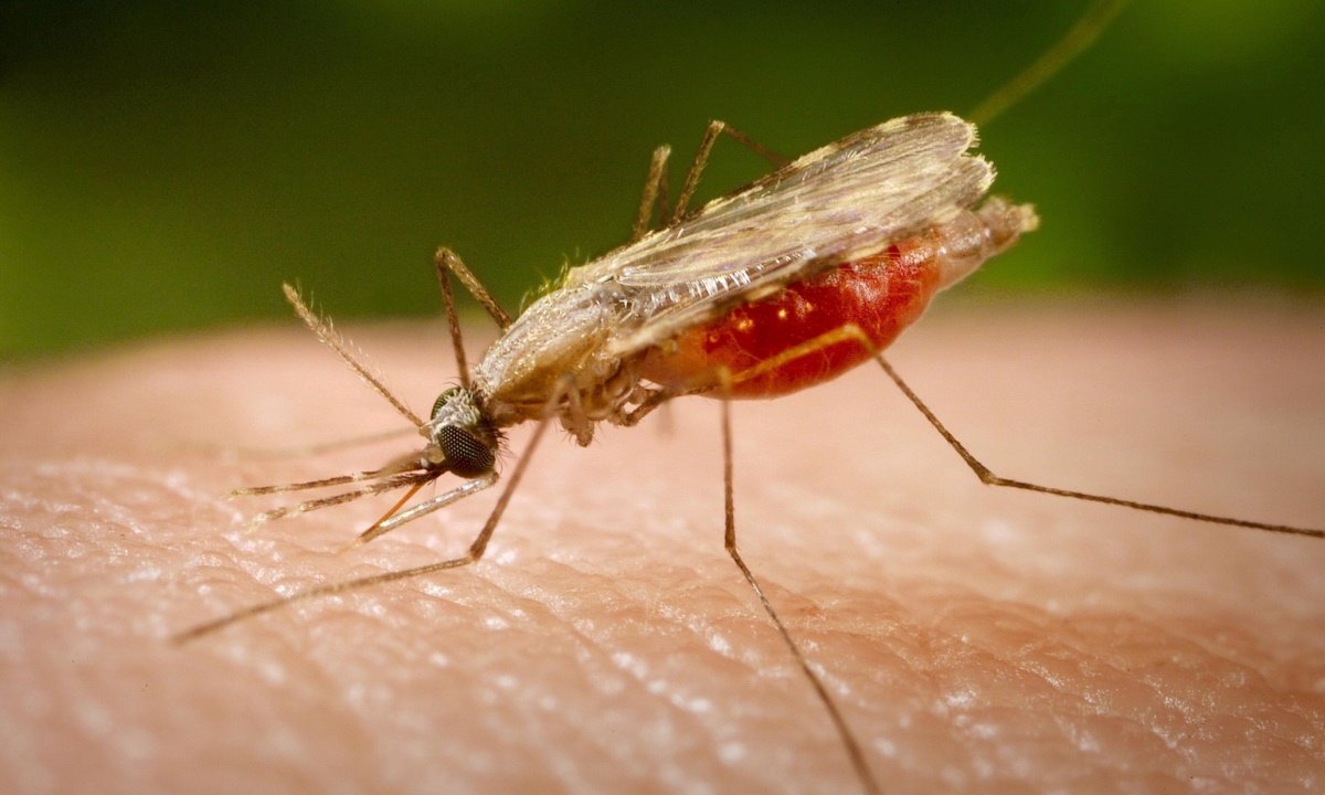 Вся правда о малярийных комарах — опасны или нет