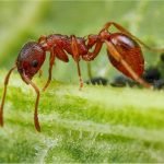 рыжий лесной муравей