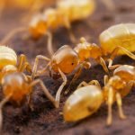 жёлтый садовый муравей