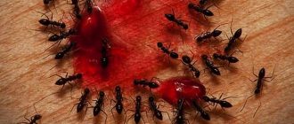 Как избавиться от муравьёв