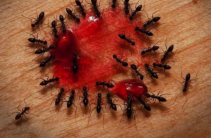 Опасность и разрушительность муравьев в доме