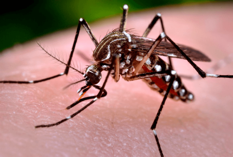 Полосатый комар