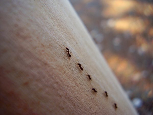 Ползущие муравьи