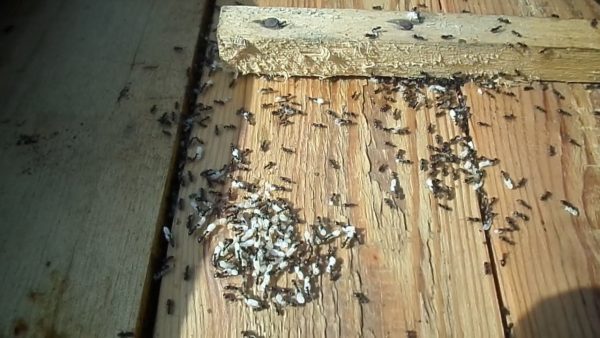 Вред от муравьёв