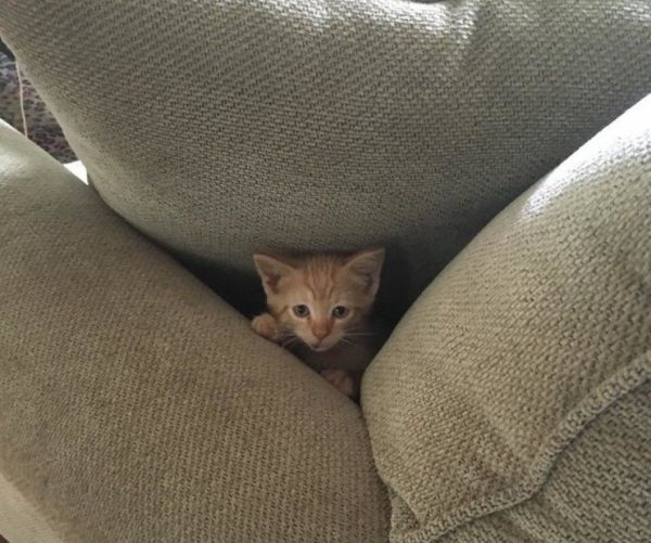 Котёнок на диване