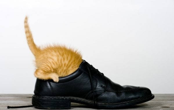 Котёнок в ботинке