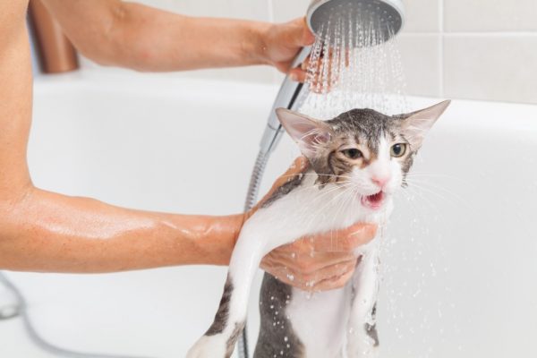 Мытьё котёнка