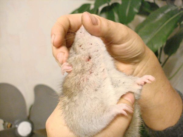 Гамазовый клещ у крысы