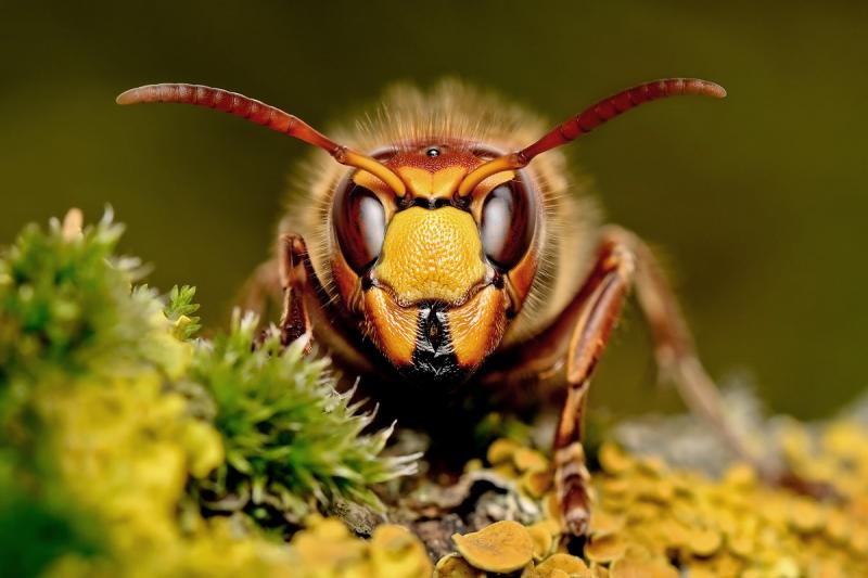 Отличие шершня от осы фото и описание