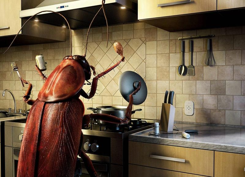 Таракан на кухне
