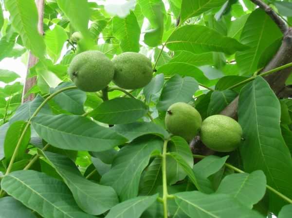 Зелёные грецкие орехи