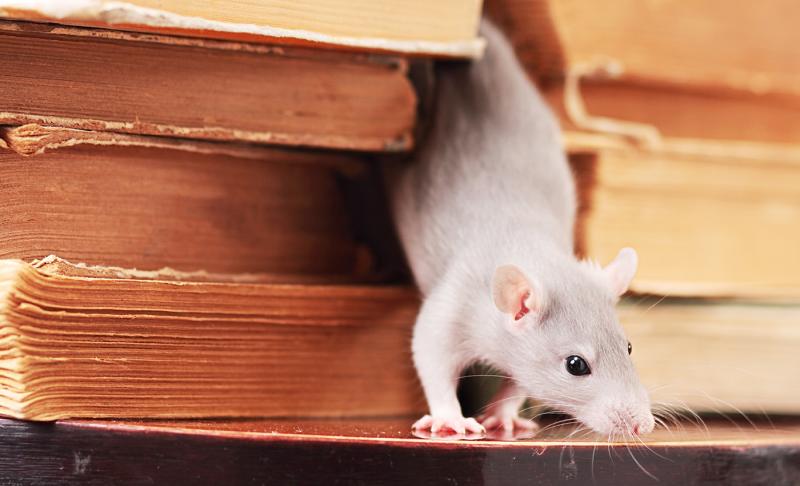 Народные способы травли и отпугивания крыс в частных домах и квартирах
