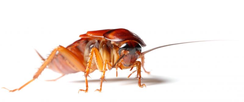 Стойкие и живучие — разнообразие тараканов в наших домах