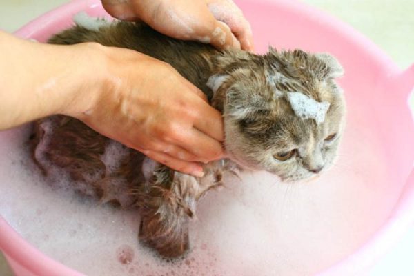 Мытье домашнего животного