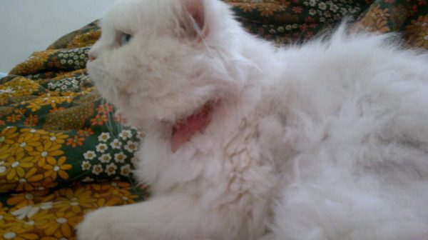 Аллергия на ошейник от блох у кота