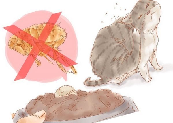 Кот и таблетки от блох в пище для животного