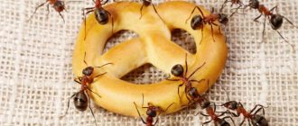 Средства для борьбы муравьями