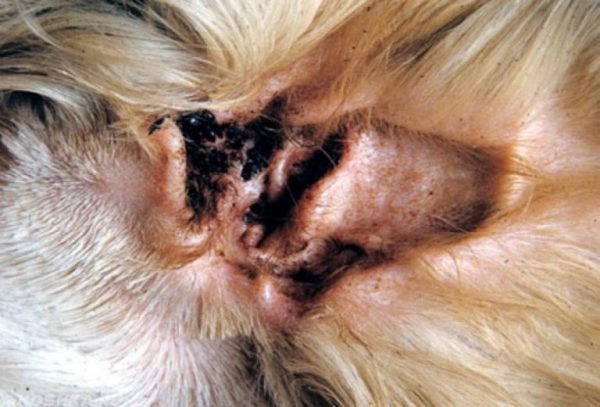 Ухо собаки, заражённой отодектозом