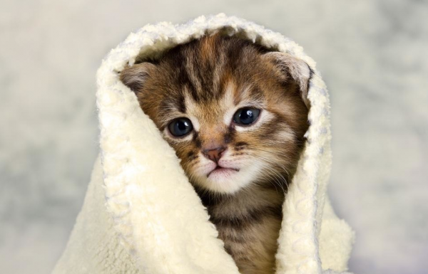 Котёнок в полотенце