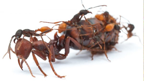 Матка муравья
