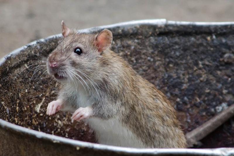 Яды для крыс и мышей